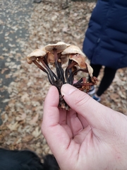 Gymnopus brassicolens
