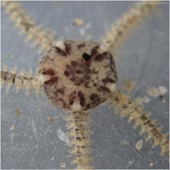 Amphipholis squamata