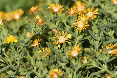 Delosperma testaceum