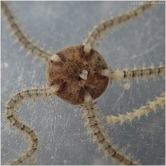 Amphipholis squamata