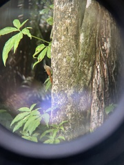 Sittasomus griseicapillus