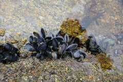 Mytilus edulis