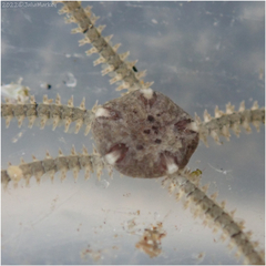 Amphipholis squamata