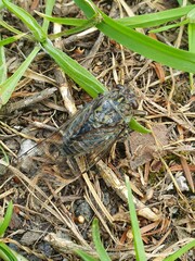 Amphipsalta cingulata