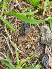 Amphipsalta cingulata