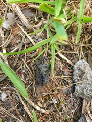 Amphipsalta cingulata