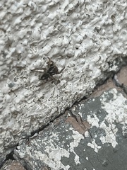 Habronattus pyrrithrix