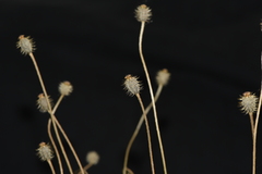Papaver hybridum
