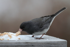 Junco hyemalis
