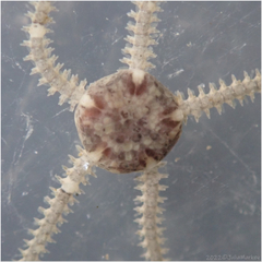 Amphipholis squamata