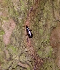 Calodromius spilotus