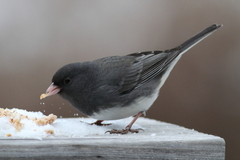 Junco hyemalis