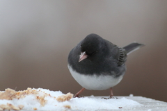 Junco hyemalis