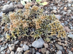 Polycarpaea divaricata