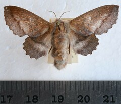 Phyllodesma occidentis