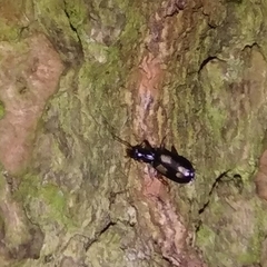 Calodromius spilotus