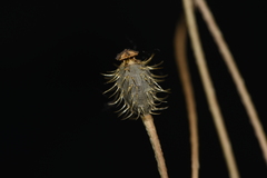 Papaver hybridum