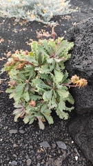Reichardia ligulata