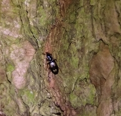 Calodromius spilotus