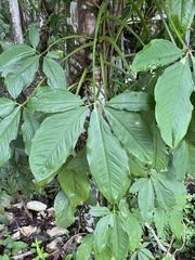Syngonium angustatum