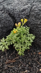 Senecio incrassatus