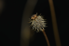 Papaver hybridum