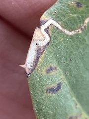 Stigmella
