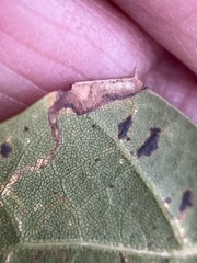 Stigmella