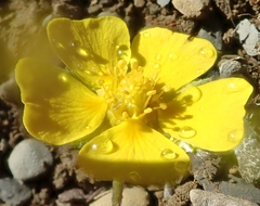Potentilla uniflora