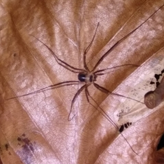 Dicranopalpus larvatus