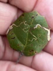 Stigmella