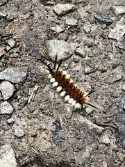 Turuptiana