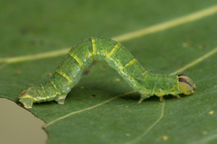 Lomaspilis marginata