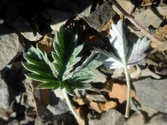 Potentilla uniflora