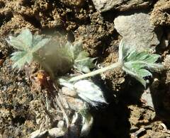 Potentilla uniflora