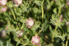 Delosperma testaceum