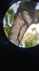 Pterodictya reticularis