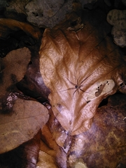 Dicranopalpus larvatus