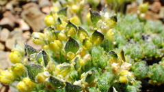 Draba novolympica