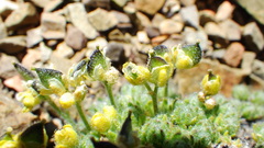 Draba novolympica