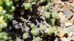 Draba novolympica