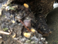 Sphaerobolus stellatus