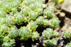 Draba novolympica