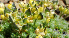 Draba novolympica