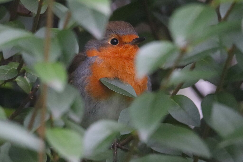 Robin Several European Robin from Mortsel, België on December 26, 2022 at 02:37 PM by ...