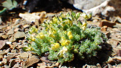 Draba novolympica