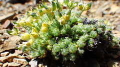 Draba novolympica