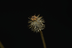 Papaver hybridum
