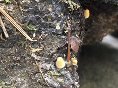 Sphaerobolus stellatus