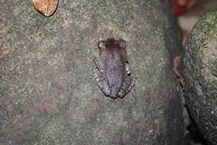 Leptobrachium hasseltii